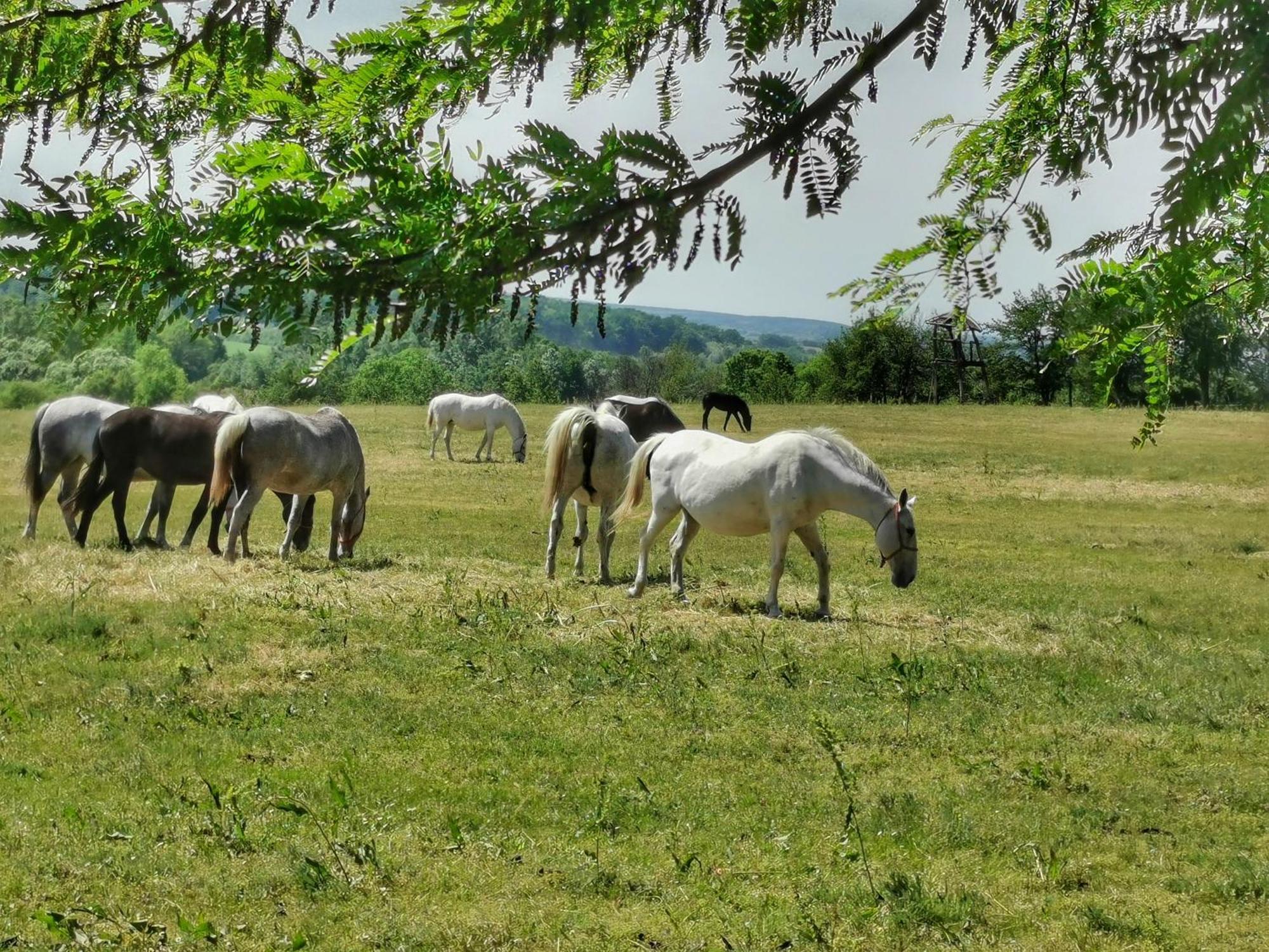 Borlu Dakovo